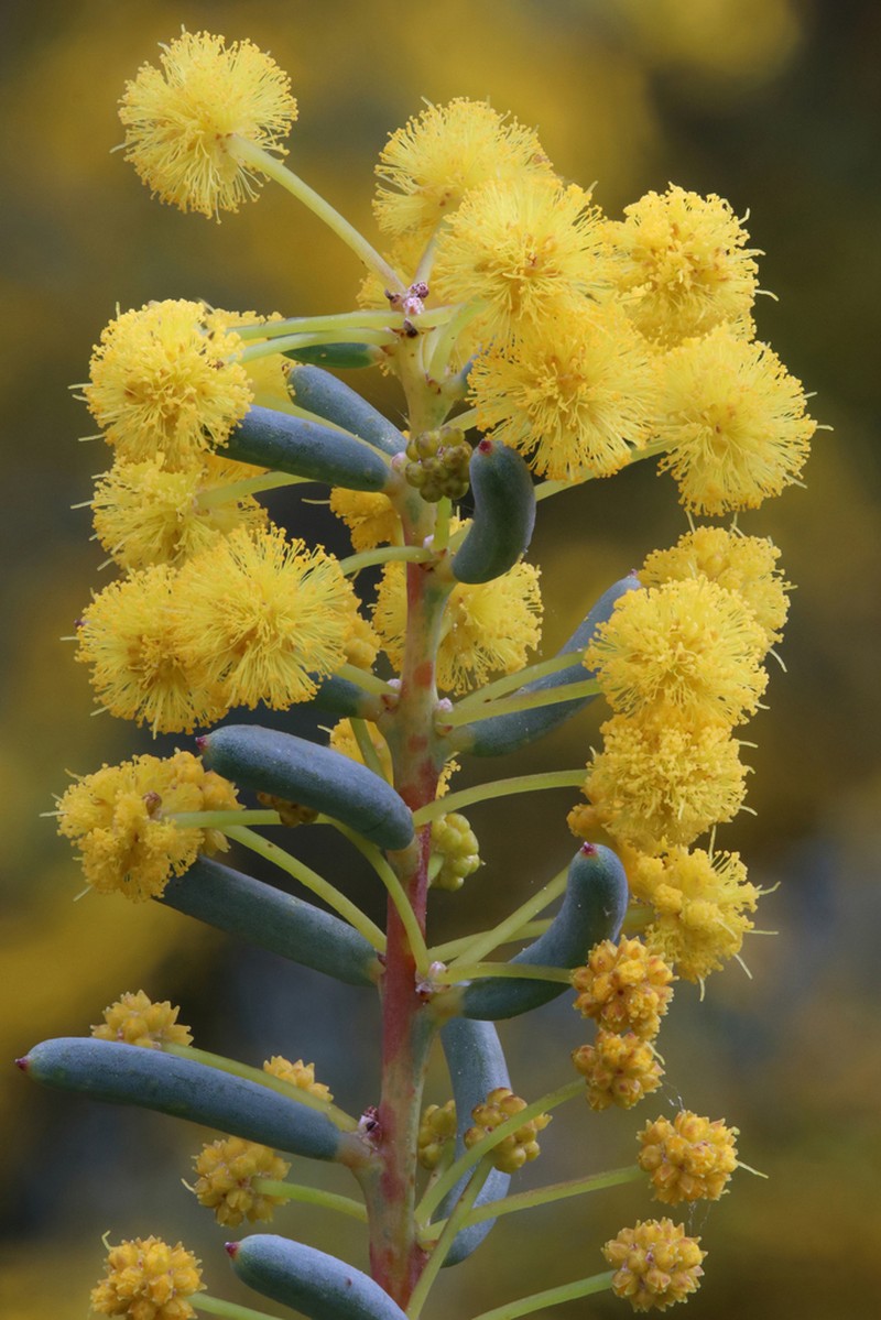 Acacia pinguifolia photo 4