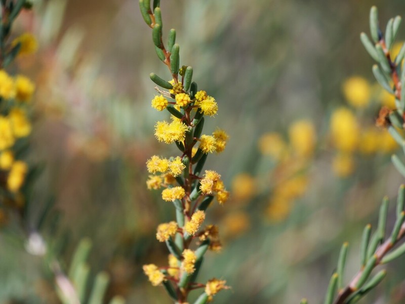 Acacia pinguifolia photo 5