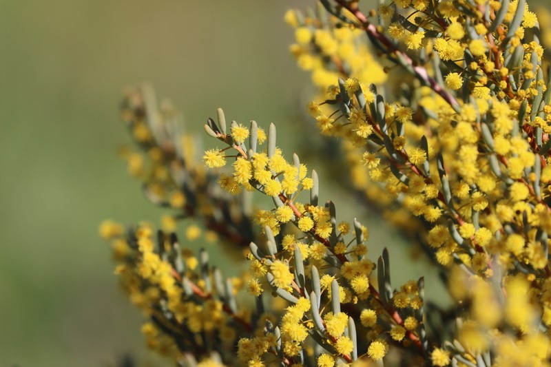 Acacia pinguifolia photo 6