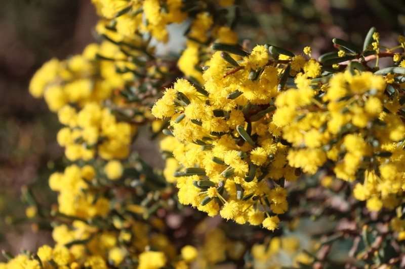 Acacia pinguifolia photo 7
