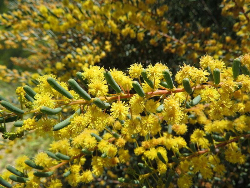 Acacia pinguifolia photo 8