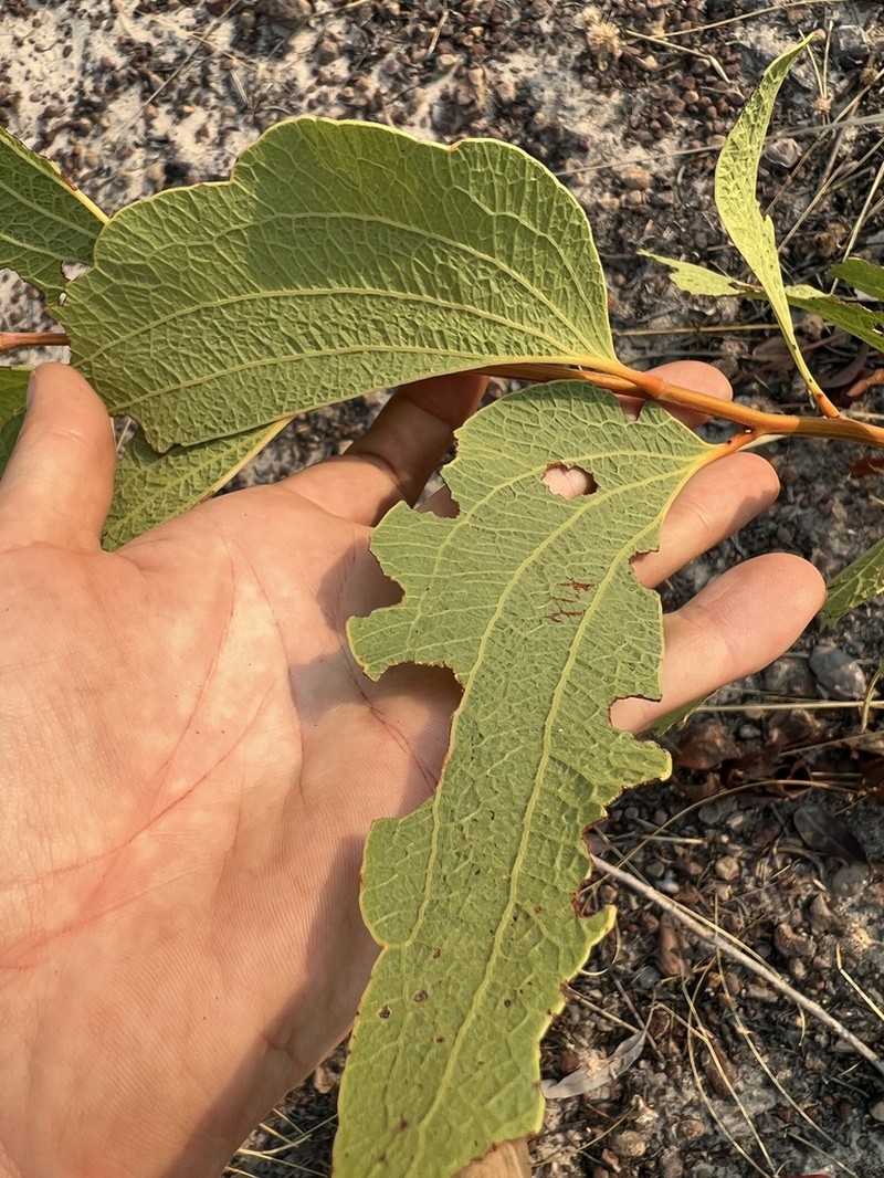 Acacia platycarpa photo 2