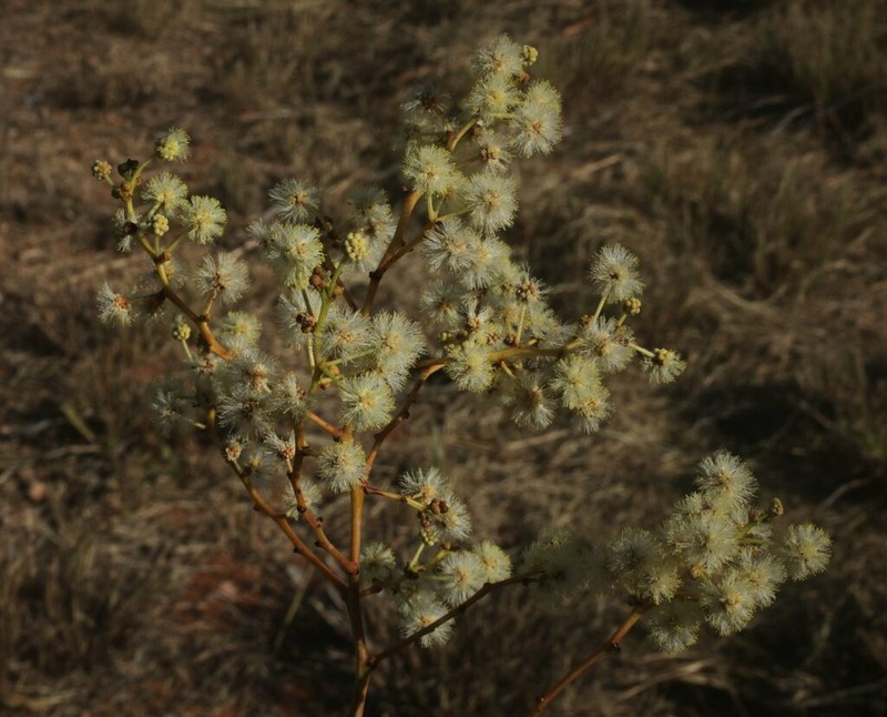 Acacia platycarpa photo 3