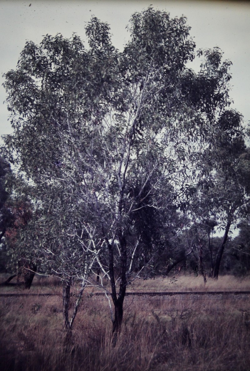 Acacia platycarpa photo 4