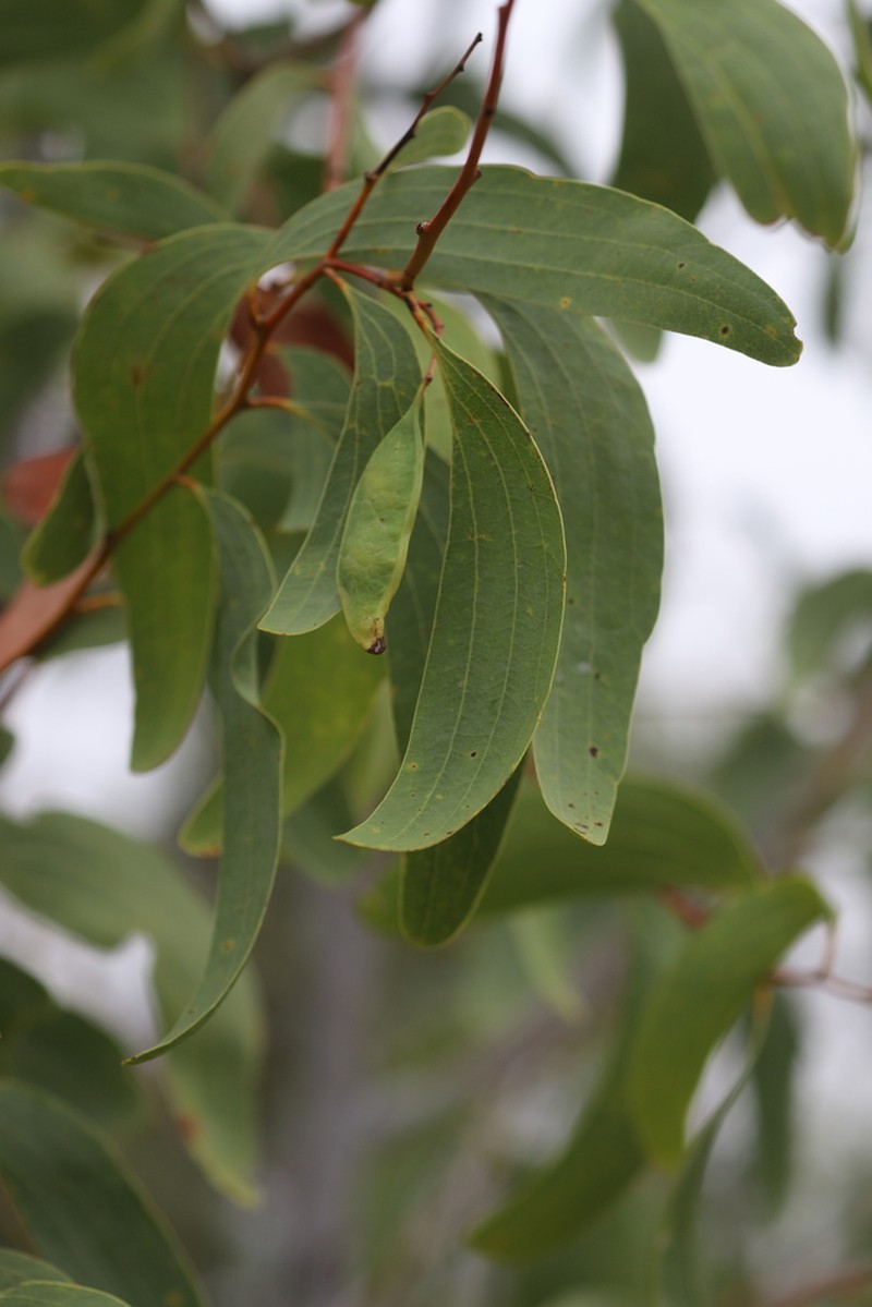 Acacia platycarpa photo 5