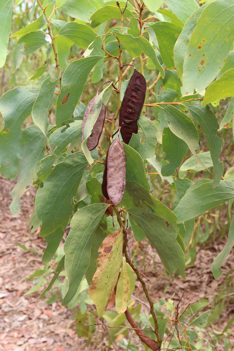 Acacia platycarpa photo 7