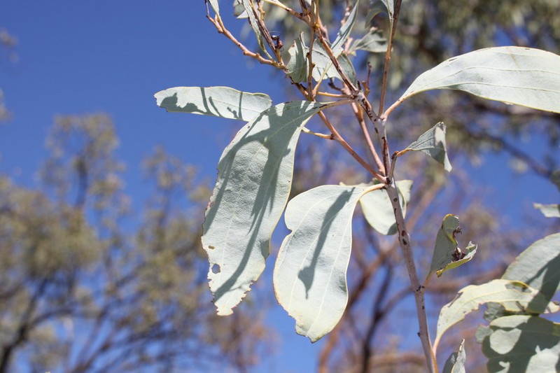 Acacia platycarpa photo 8