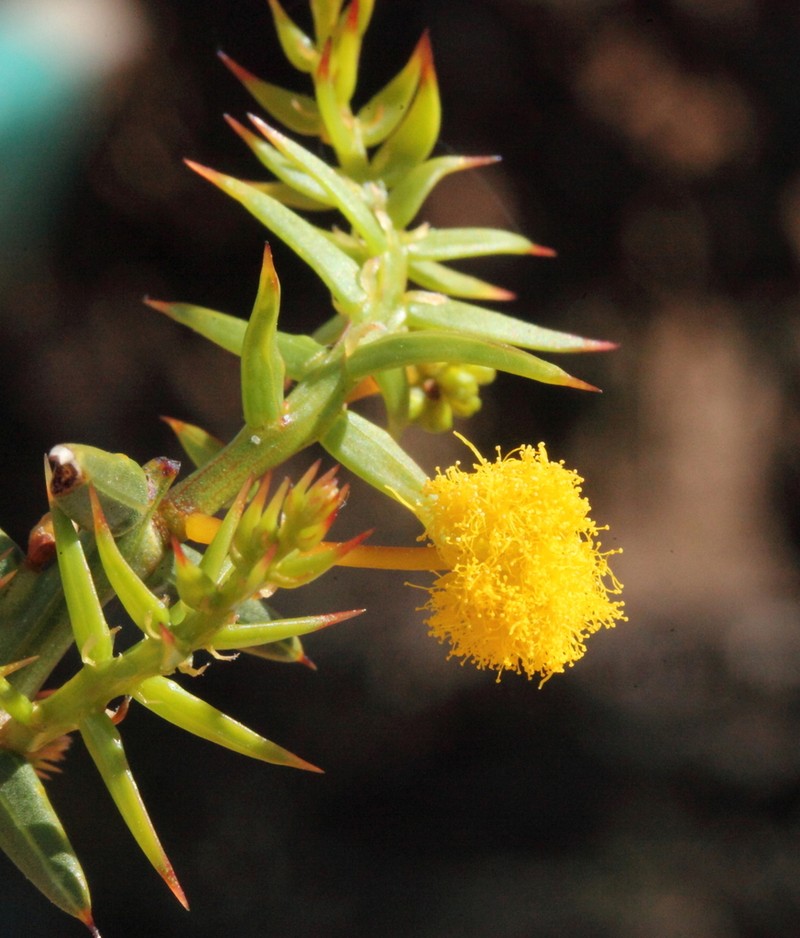 Acacia plautella photo 2