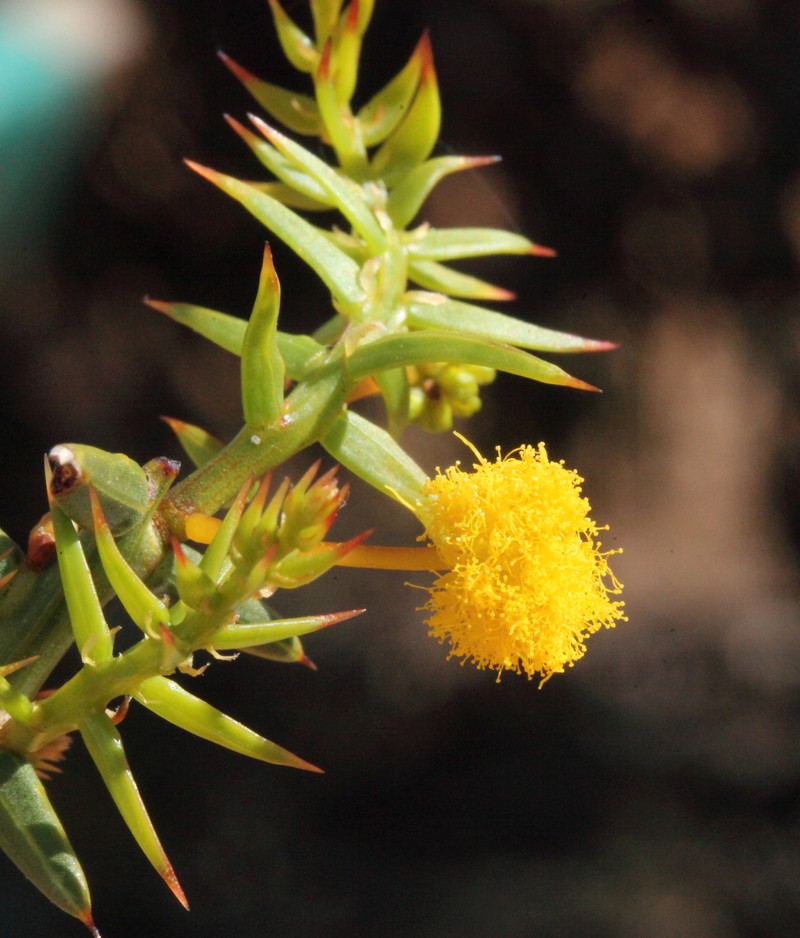 Acacia plautella photo 3
