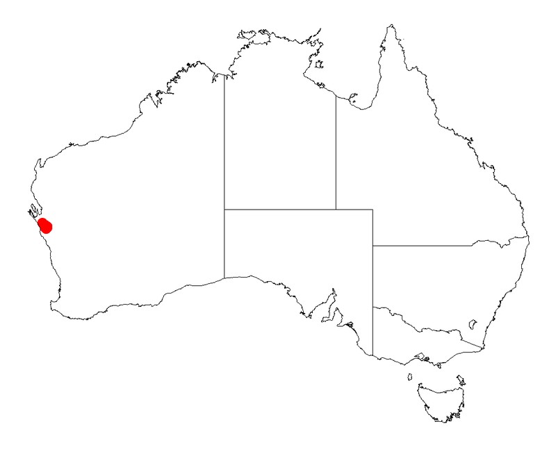 Acacia plautella