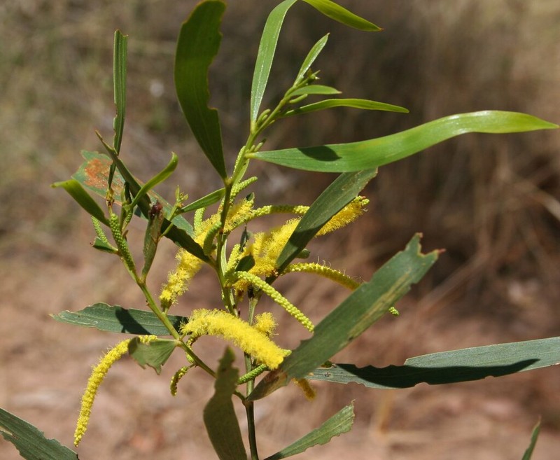 Acacia plectocarpa photo 2