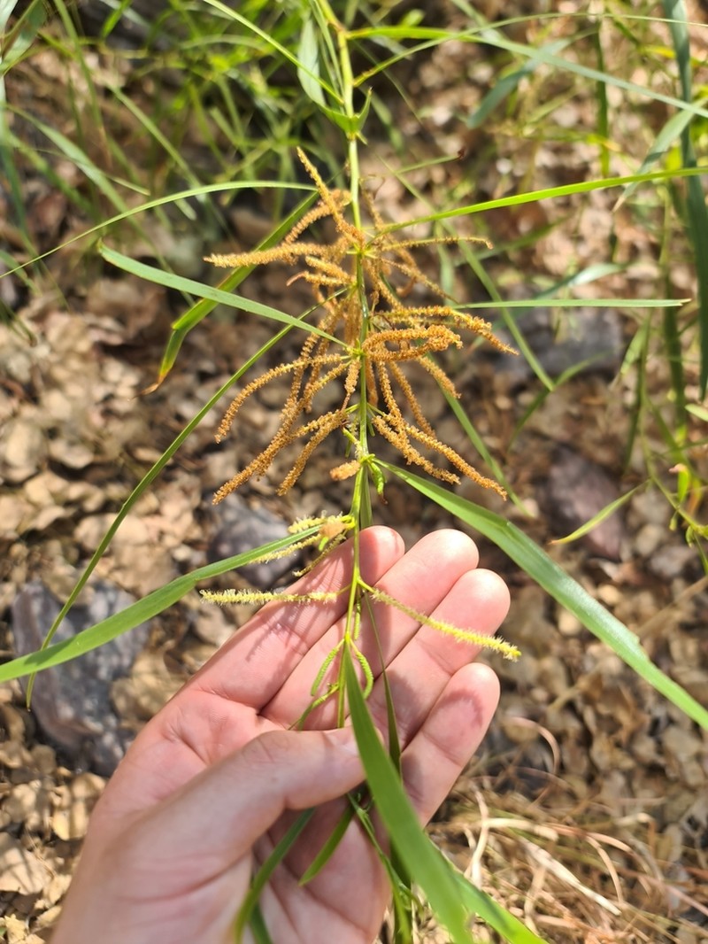 Acacia plectocarpa photo 3