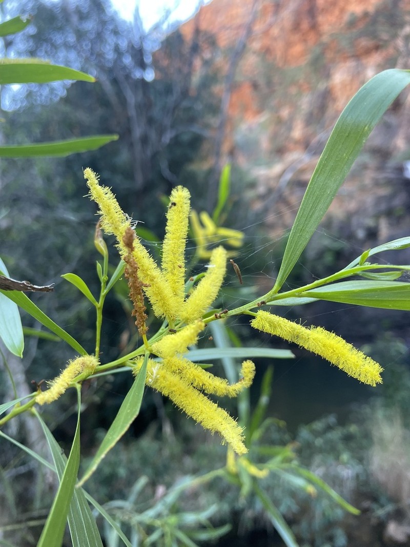 Acacia plectocarpa photo 4