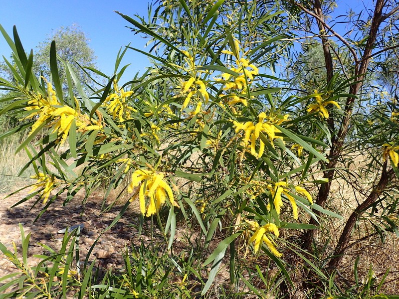 Acacia plectocarpa photo 5