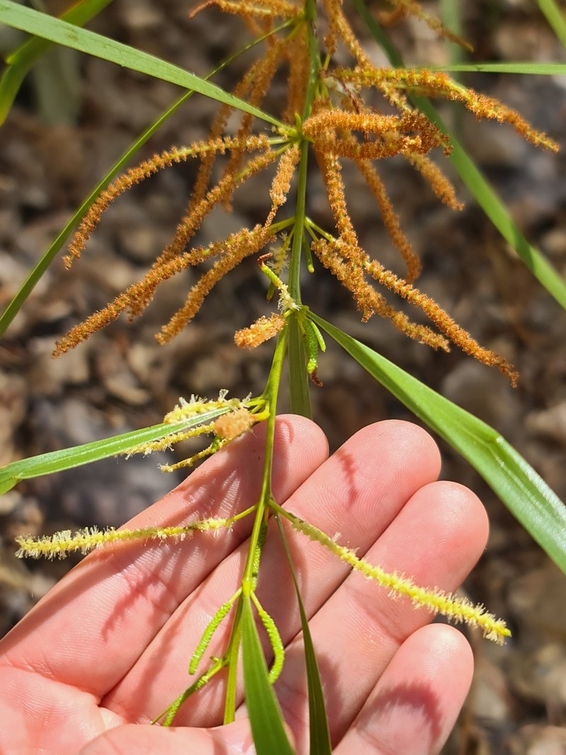 Acacia plectocarpa photo 6