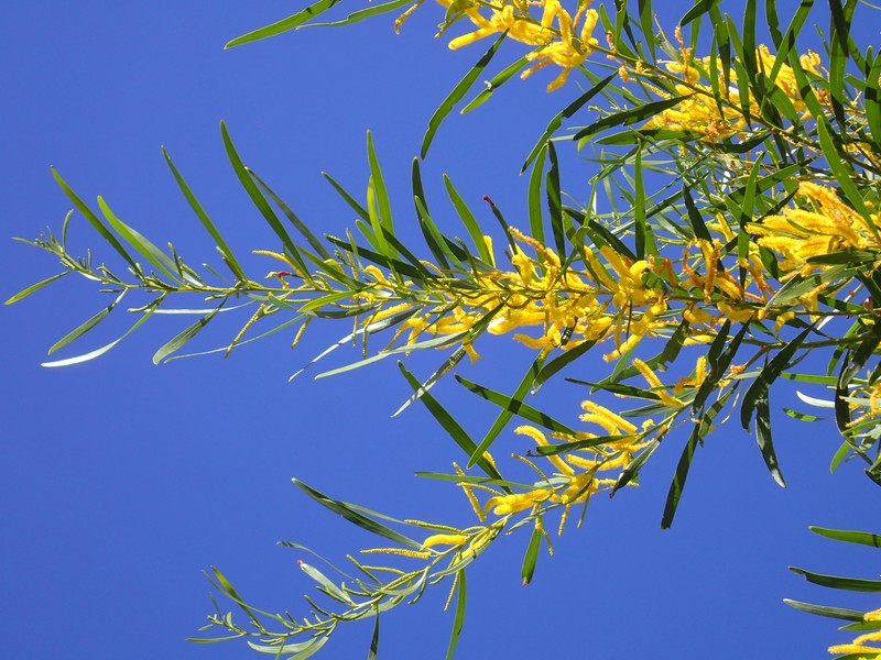 Acacia plectocarpa photo 8