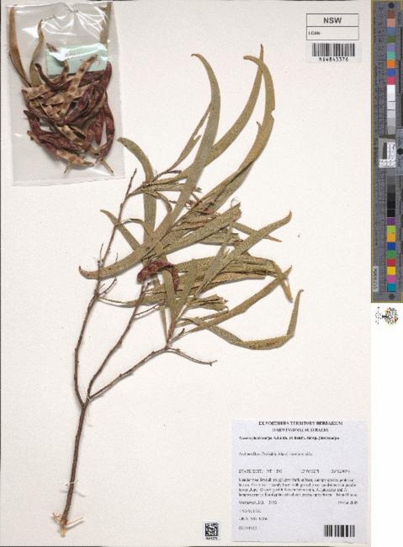 Acacia plectocarpa subsp. plectocarpa
