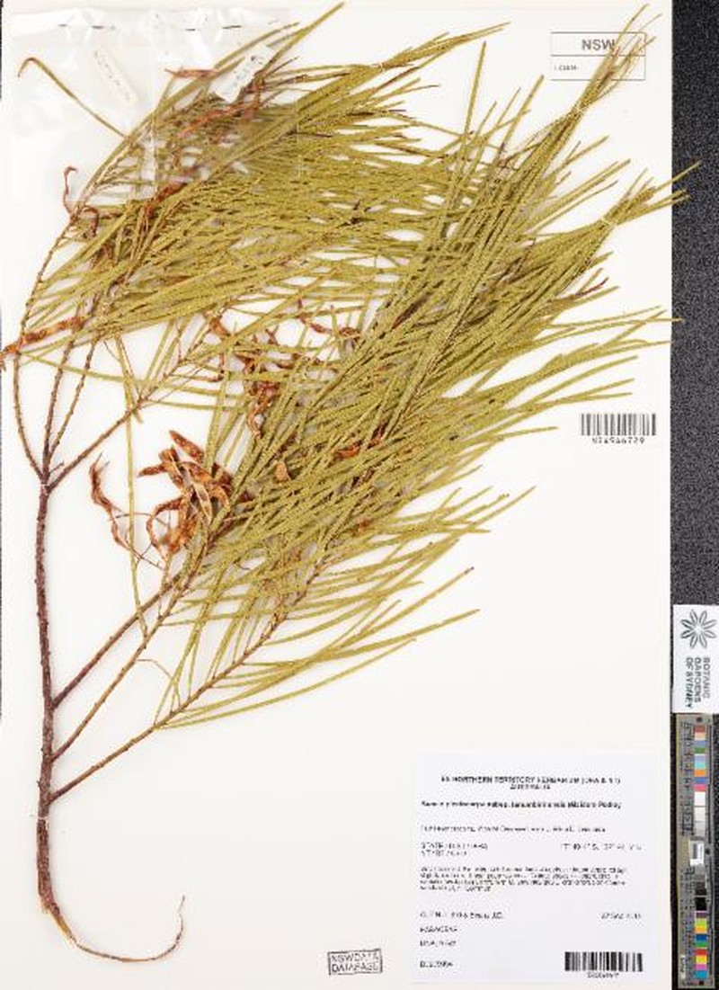 Acacia plectocarpa subsp. tanumbirinensis