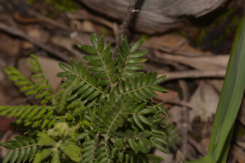 Acacia plicata photo 3