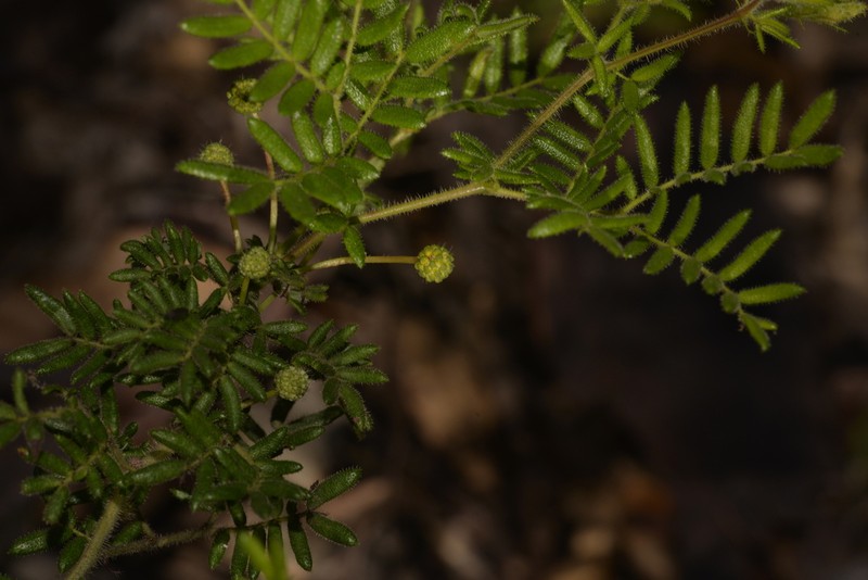 Acacia plicata photo 4