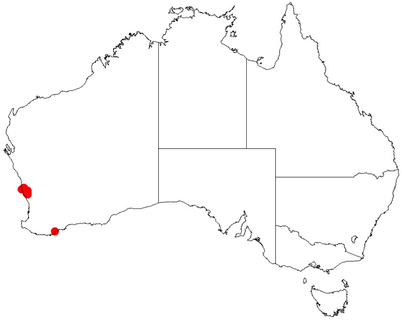 Acacia plicata photo 5