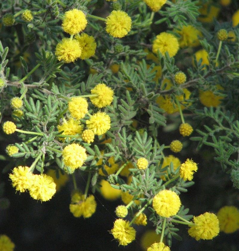 Acacia plicata