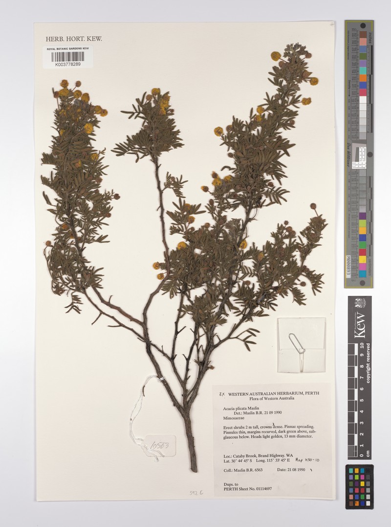 Acacia plicata photo 2