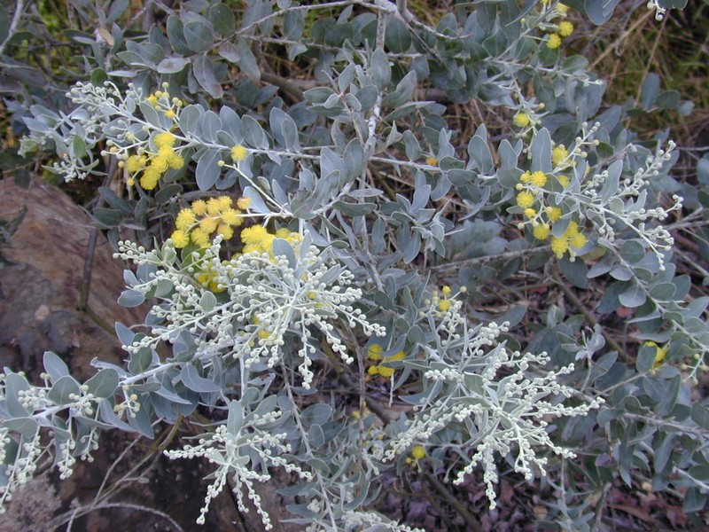 Pearl Wattle photo 3