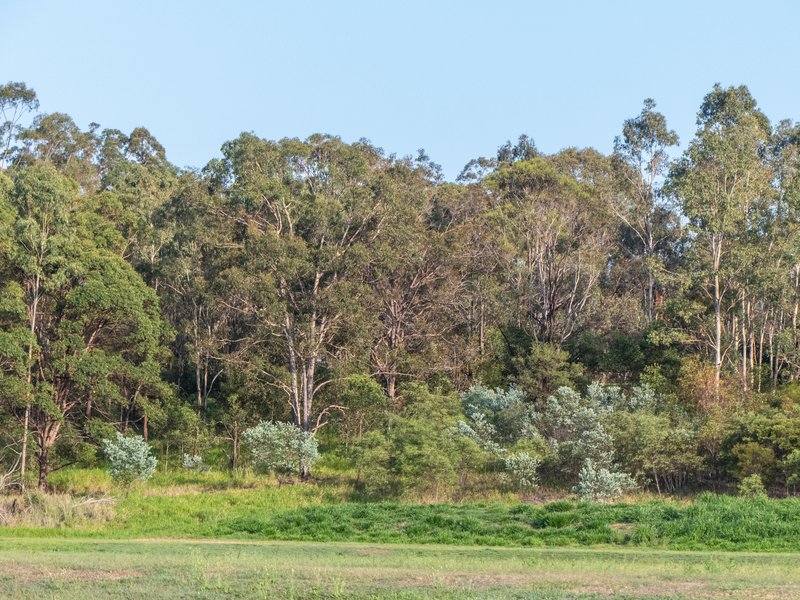 Pearl Wattle photo 5