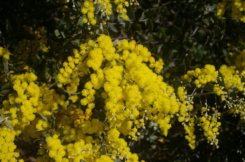Pearl Wattle photo 6