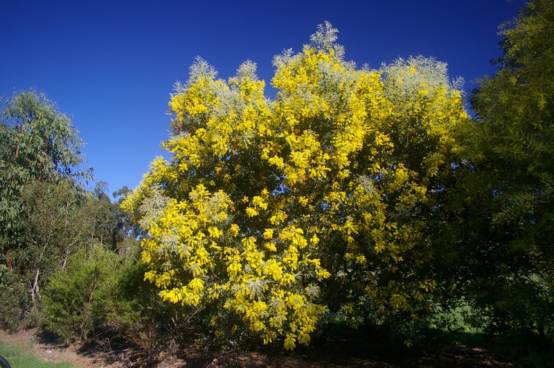 Pearl Wattle photo 7