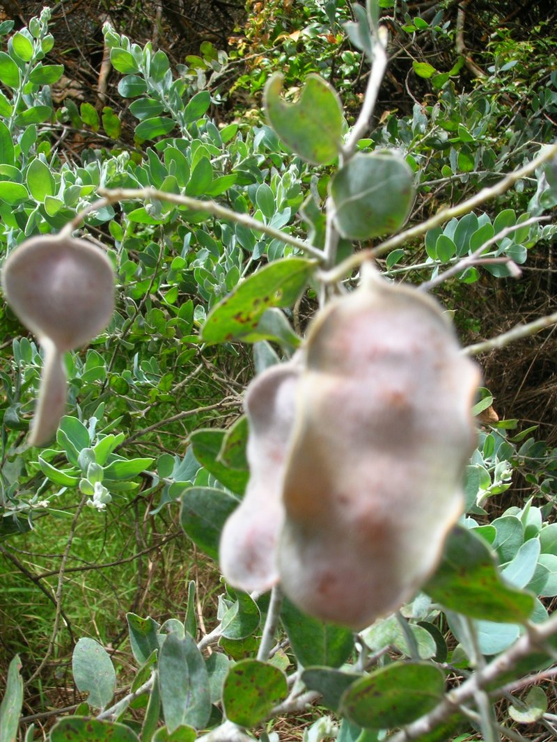 Pearl Wattle photo 8