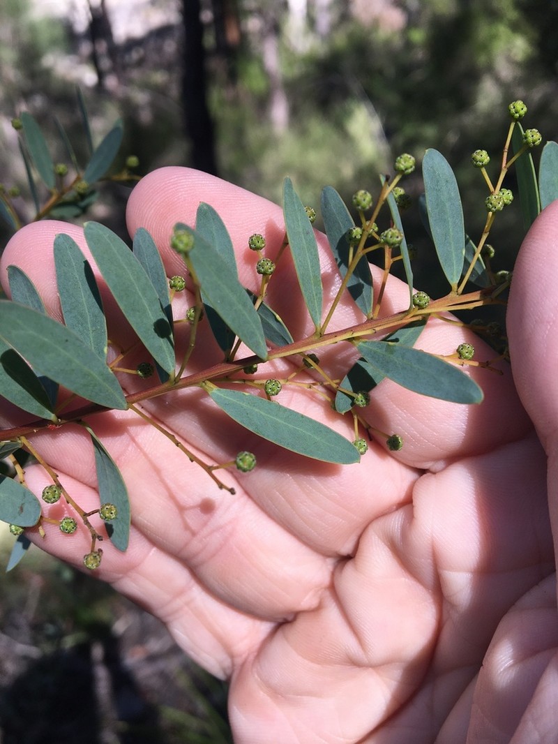Acacia polifolia photo 2