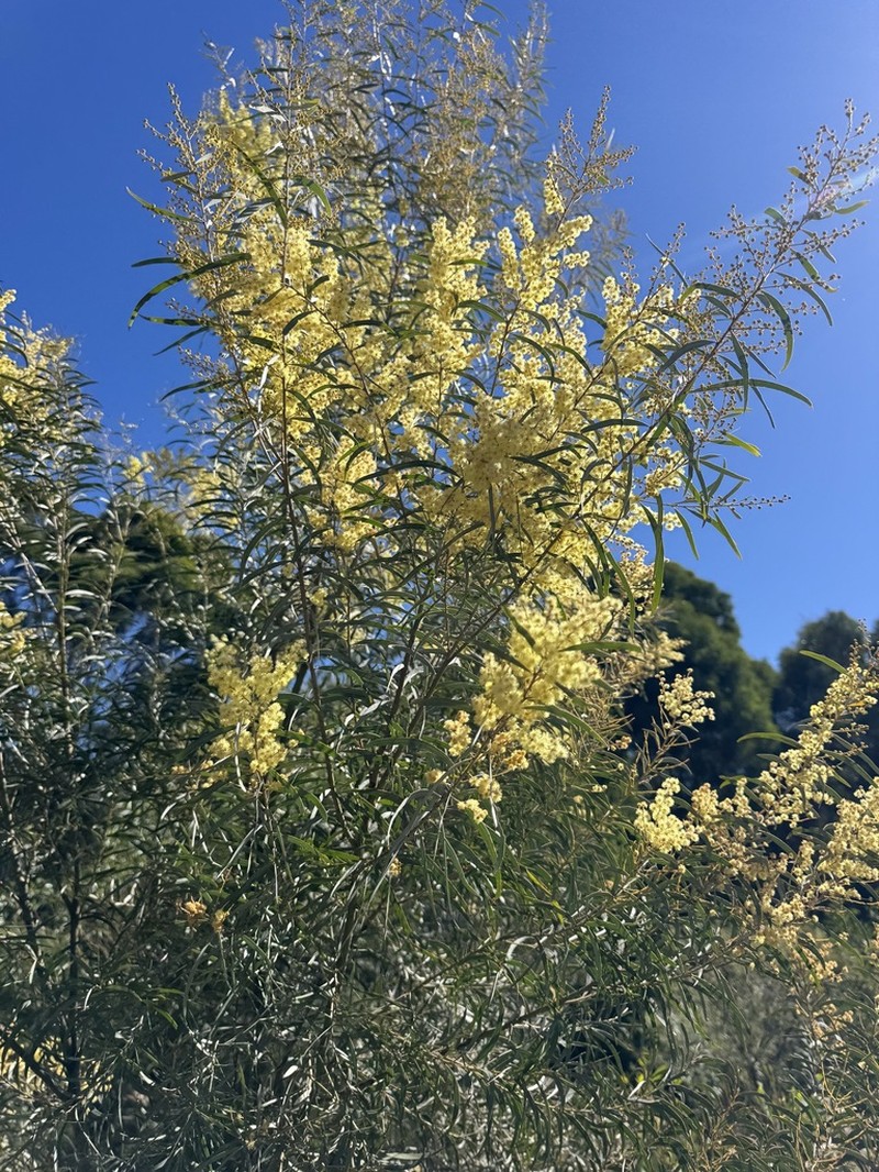Acacia polifolia photo 3