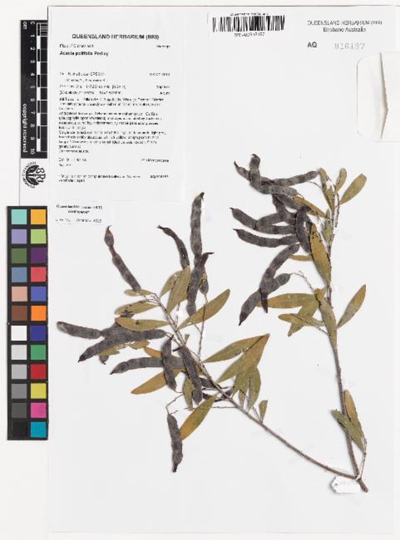 Acacia polifolia photo 4