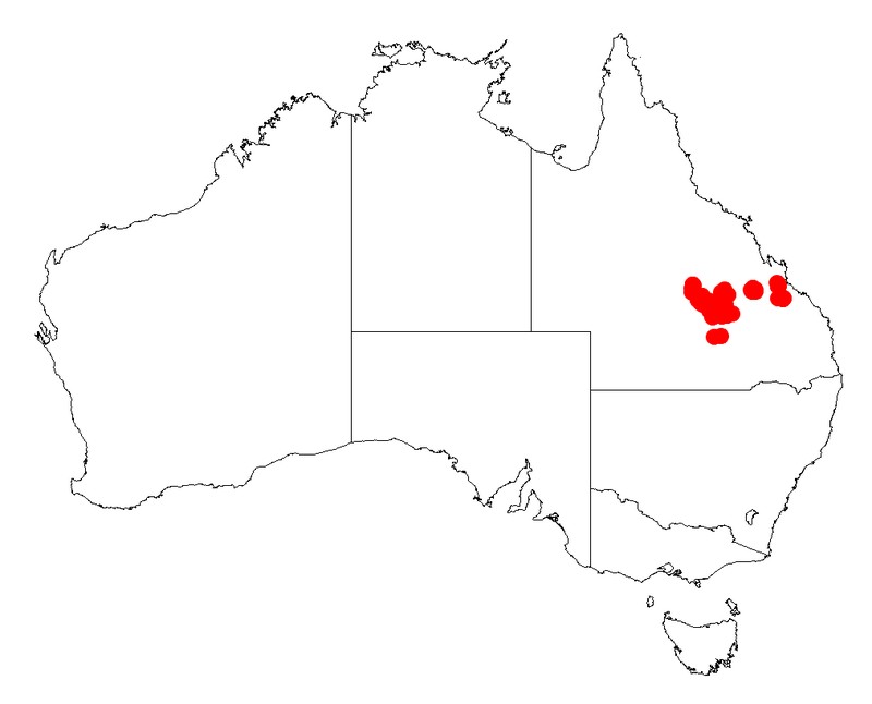 Acacia polifolia