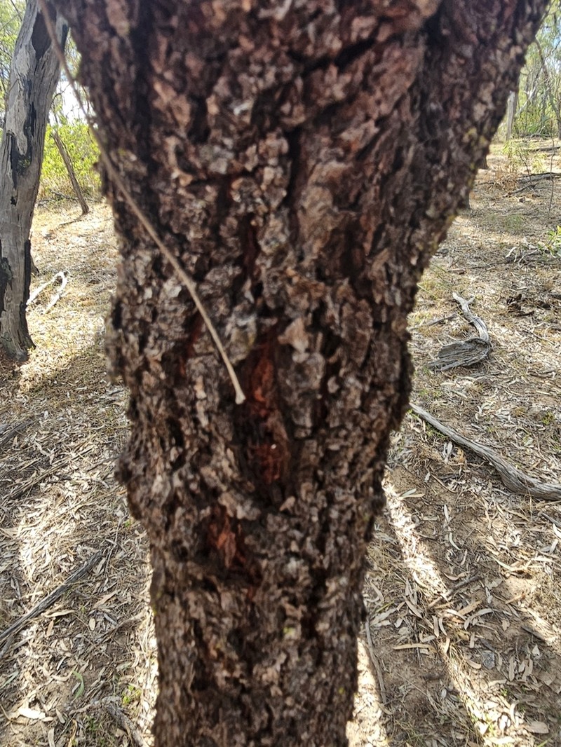 Acacia polifolia photo 2