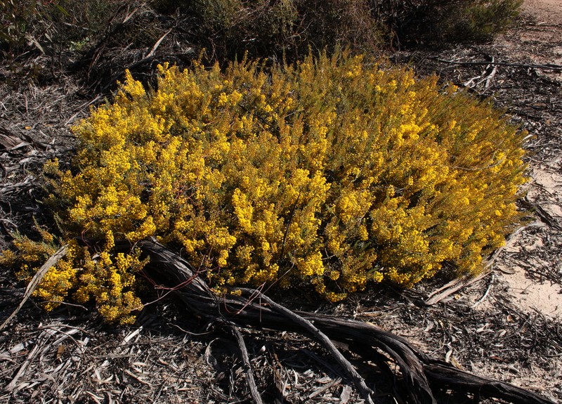 Acacia poliochroa photo 4