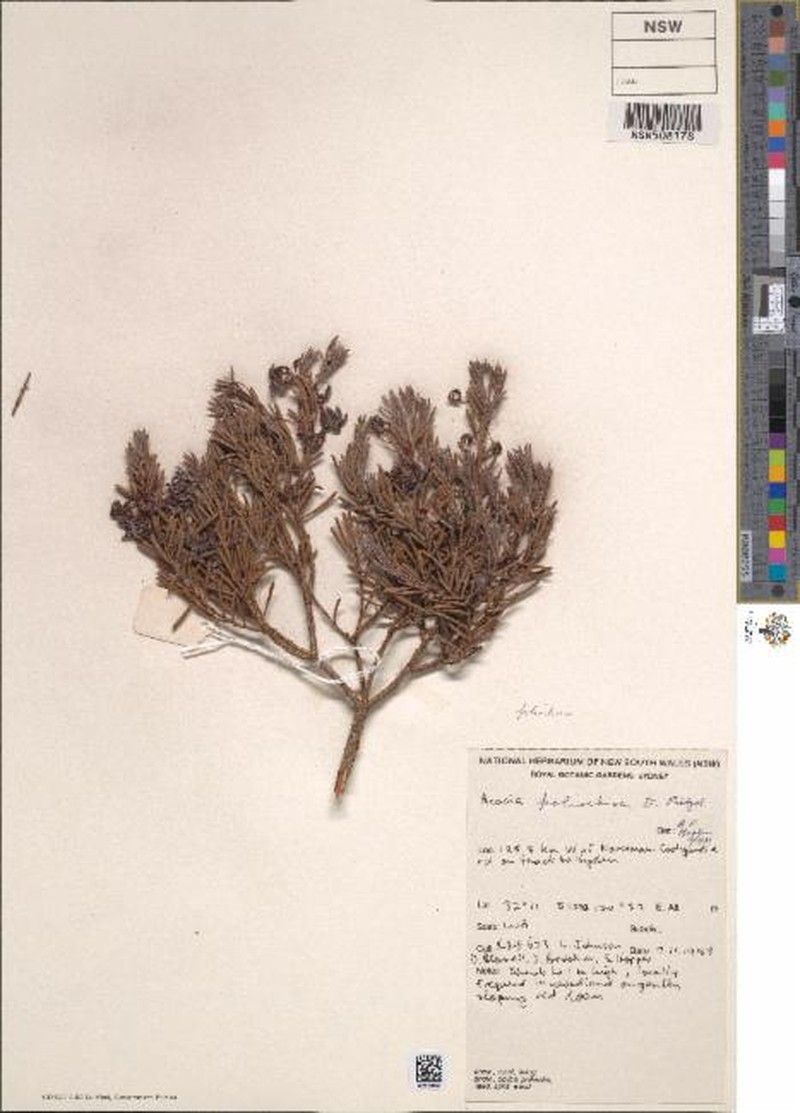 Acacia poliochroa photo 6