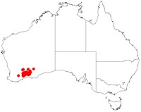 Acacia poliochroa