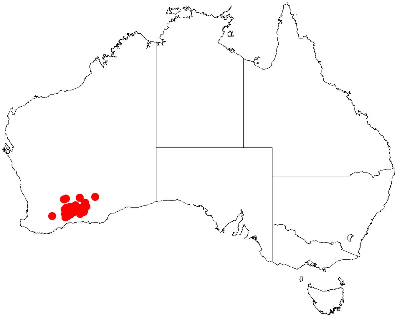 Acacia poliochroa