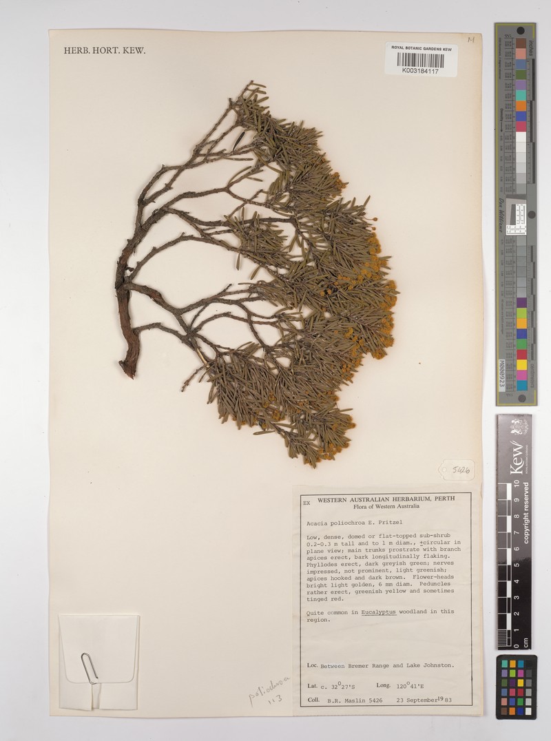 Acacia poliochroa photo 2
