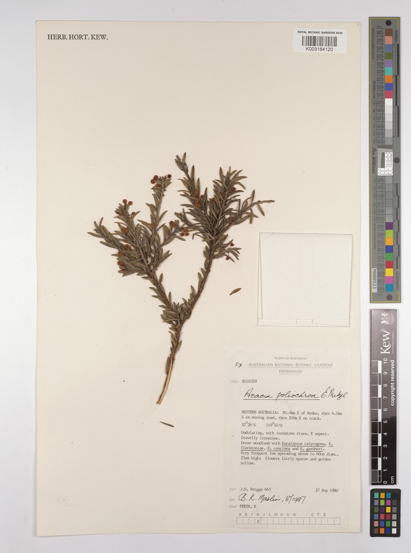 Acacia poliochroa photo 3