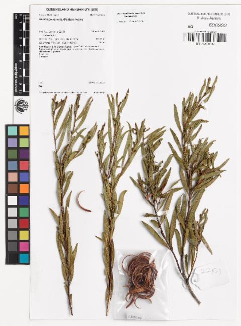 Acacia polyadenia