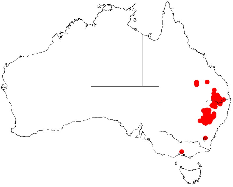 Acacia polybotrya