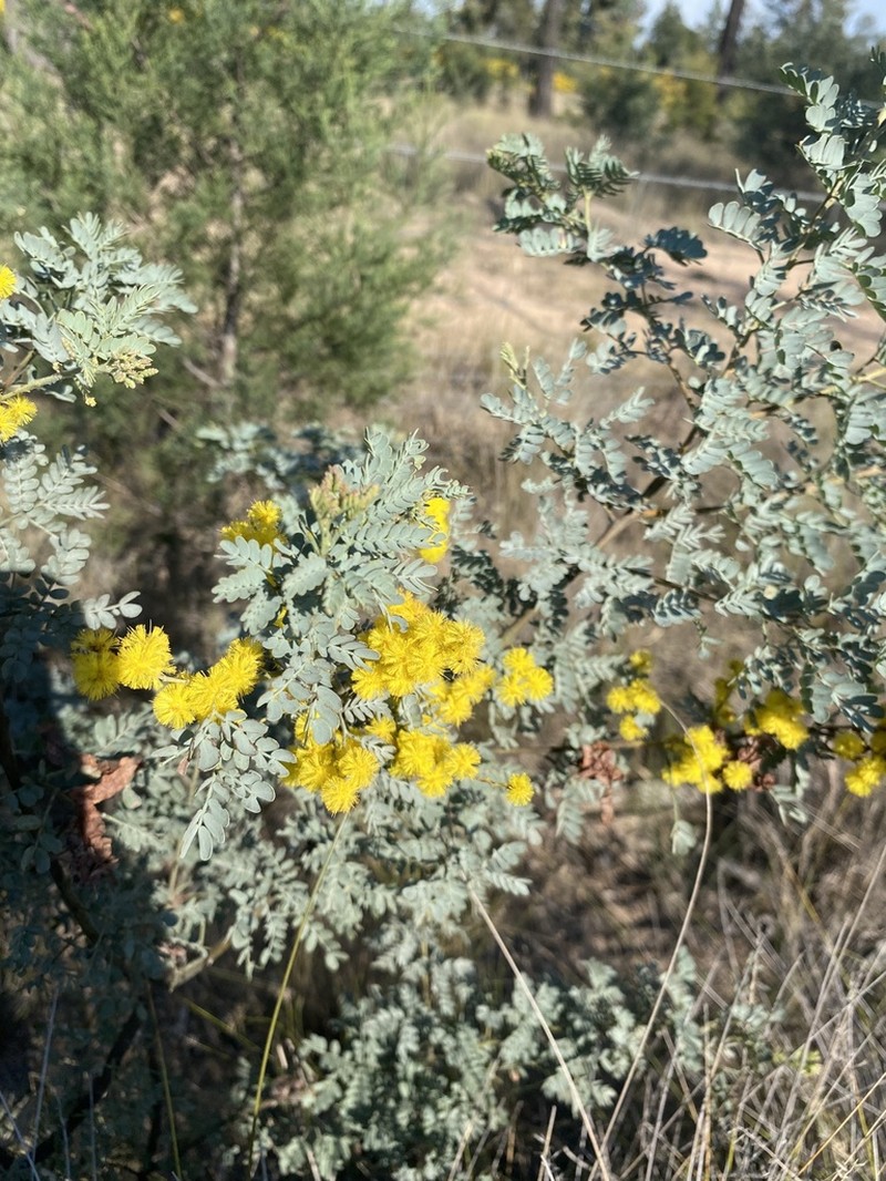 Acacia polybotrya photo 2