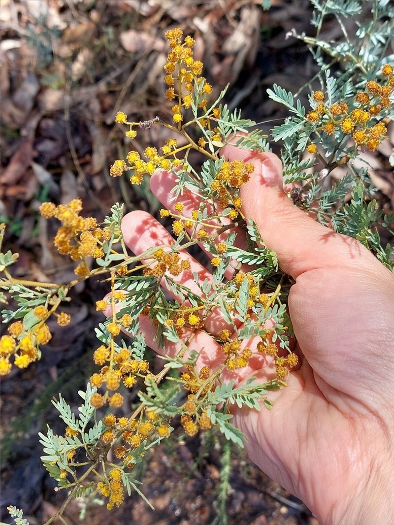 Acacia polybotrya photo 3