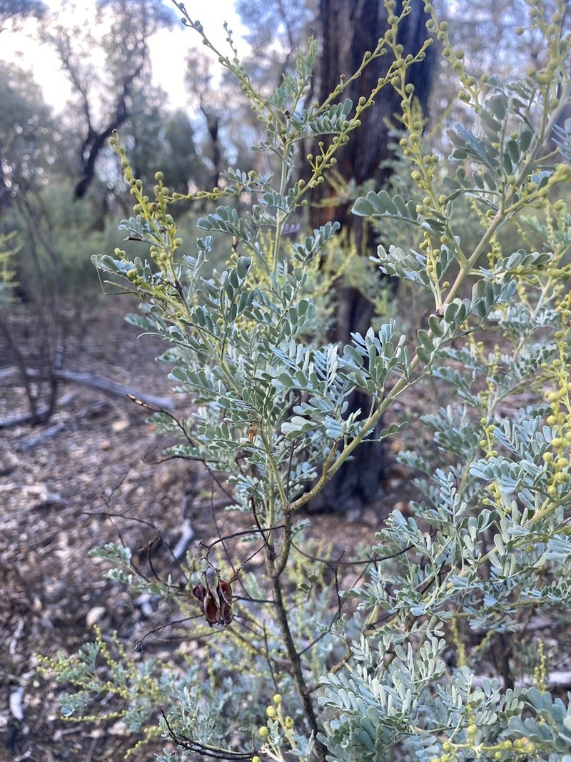 Acacia polybotrya photo 4