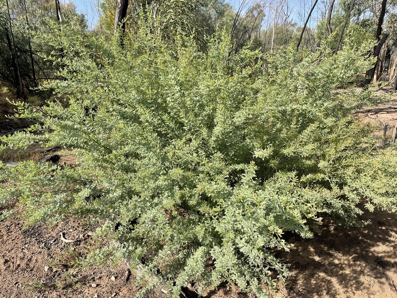 Acacia polybotrya photo 5
