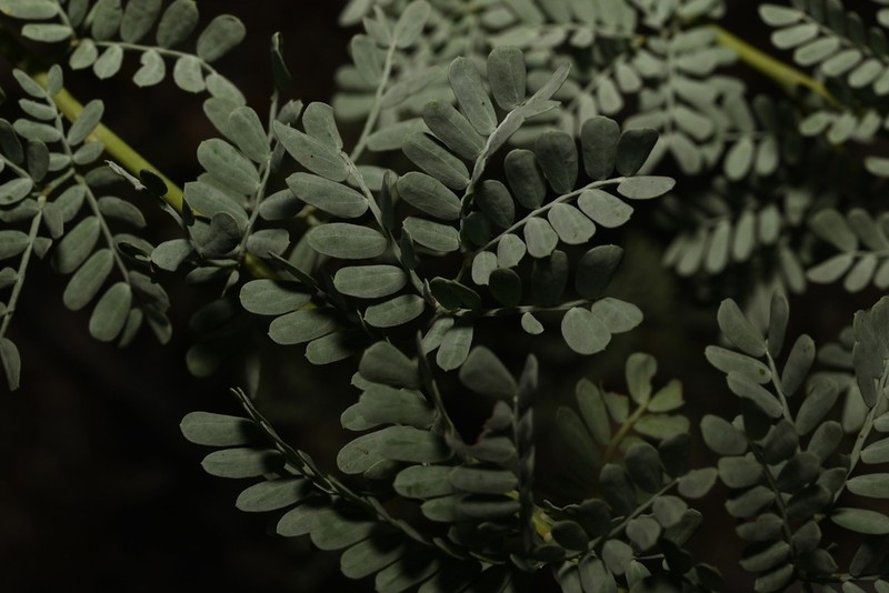 Acacia polybotrya photo 6
